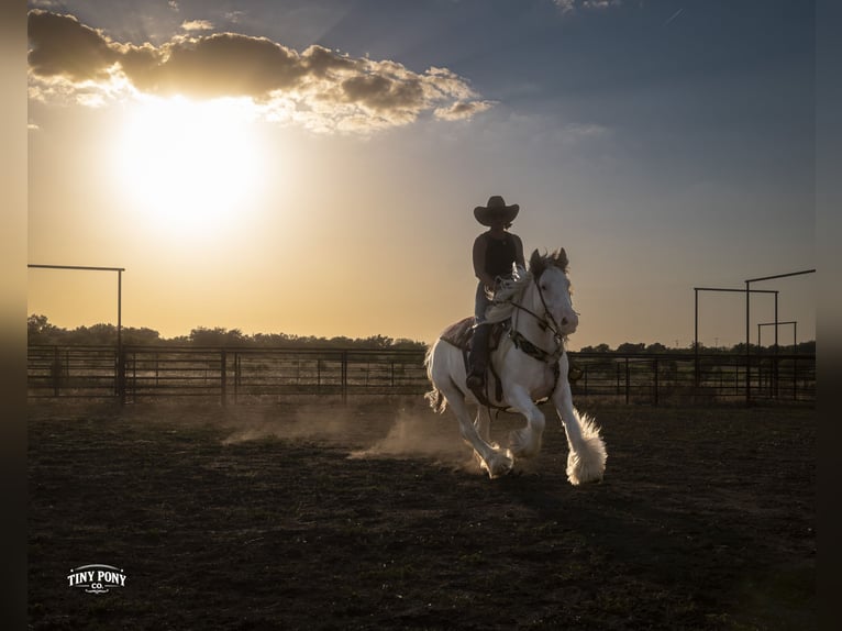 Tinker Wałach 5 lat Srokata in Jacksboro
