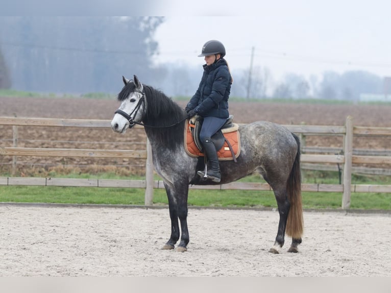 Tinker Wałach 6 lat 125 cm Kara in Bogaarden