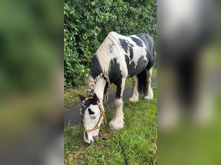 Tinker Wałach 6 lat 125 cm Srokata in Giengen an der Brenz