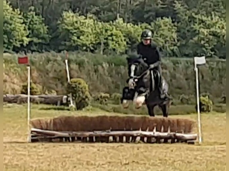 Tinker Wałach 6 lat 130 cm Kara in Esens