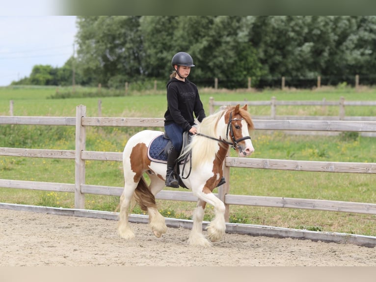 Tinker Wałach 6 lat 132 cm Srokata in Bogaarden