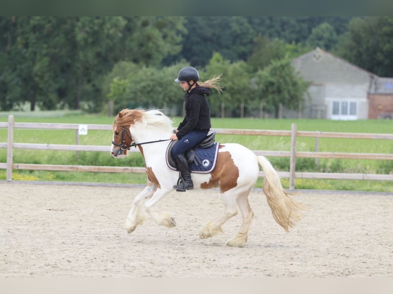 Tinker Wałach 6 lat 132 cm Srokata in Bogaarden