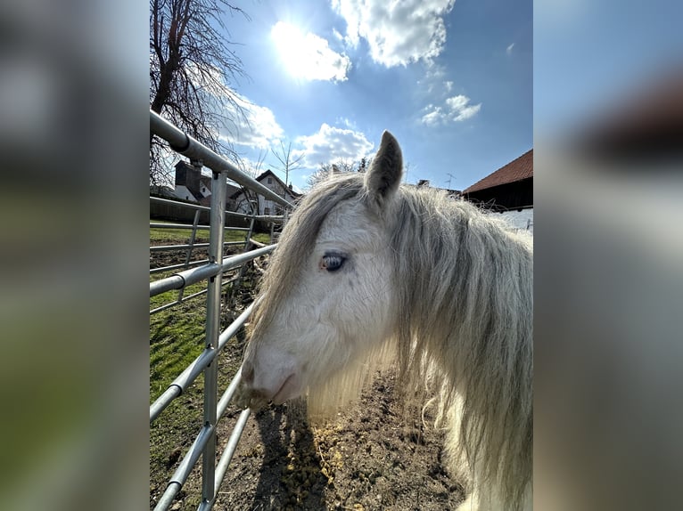 Tinker Wałach 6 lat 135 cm Biała in Gosseltshausen