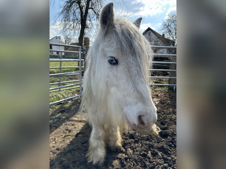 Tinker Wałach 6 lat 135 cm Biała in Gosseltshausen
