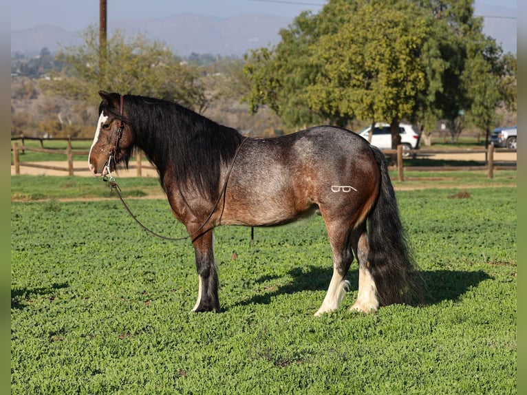 Tinker Mix Wałach 6 lat 135 cm Gniadodereszowata in Norco