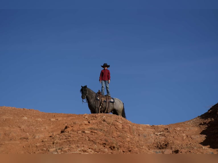 Tinker Mix Wałach 6 lat 135 cm Karodereszowata in Canyon, TX