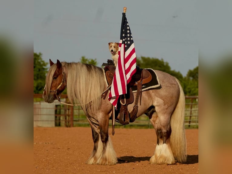 Tinker Wałach 6 lat 137 cm in Cisco, TX