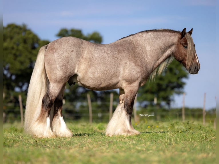 Tinker Wałach 6 lat 137 cm in Cisco, TX