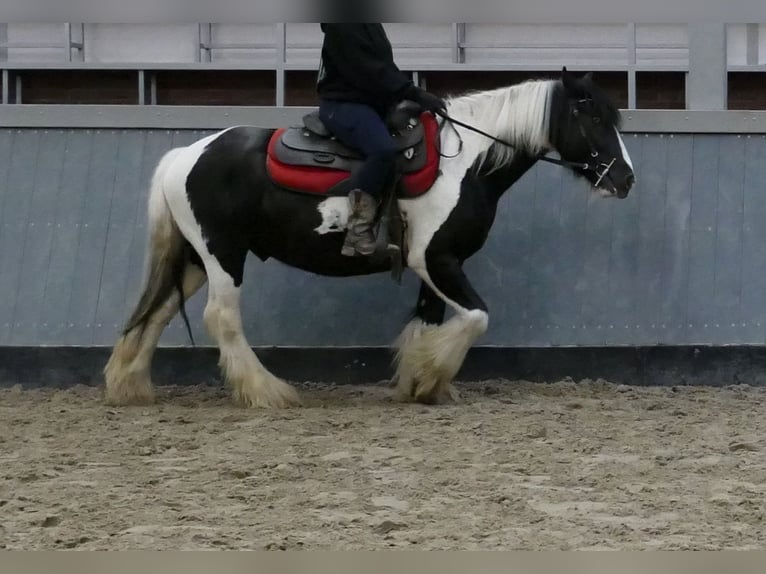 Tinker Wałach 6 lat 138 cm Srokata in Lathen