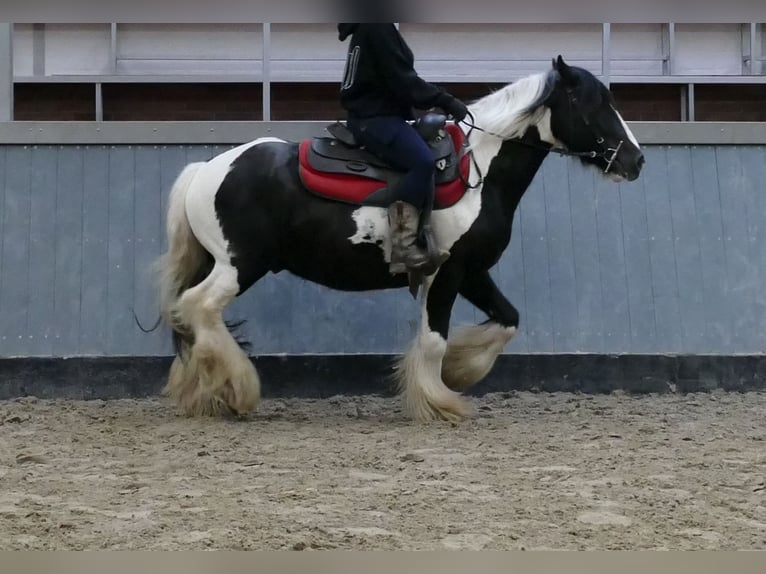 Tinker Wałach 6 lat 138 cm Srokata in Lathen