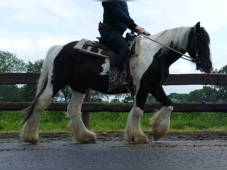 Tinker Wałach 6 lat 138 cm Srokata in Lathen
