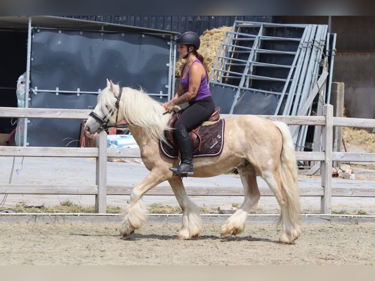 Tinker Wałach 6 lat 140 cm Izabelowata in Pepingen