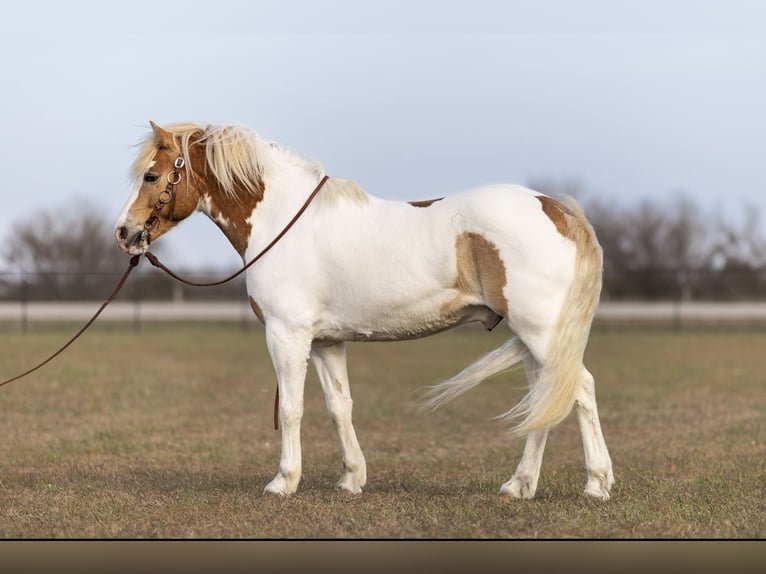 Tinker Wałach 6 lat 142 cm Tobiano wszelkich maści in Victoria