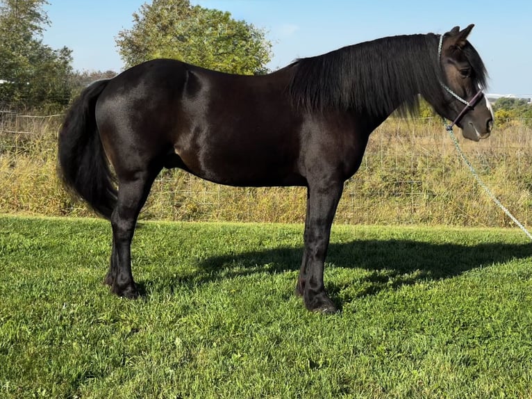 Tinker Mix Wałach 6 lat 145 cm Gniada in Pickett