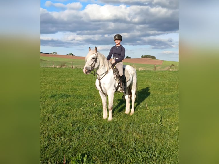 Tinker Wałach 6 lat 150 cm Siwa in Nettersheim