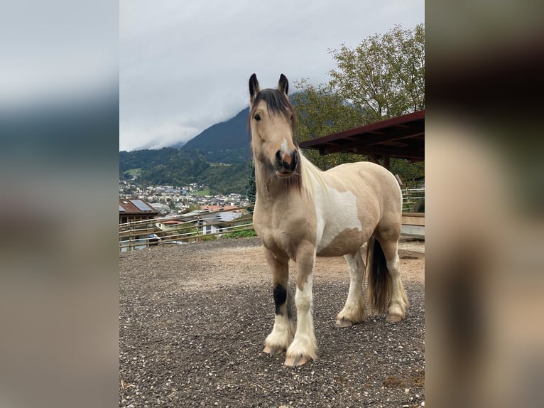 Tinker Wałach 6 lat 150 cm Srokata in Brixlegg