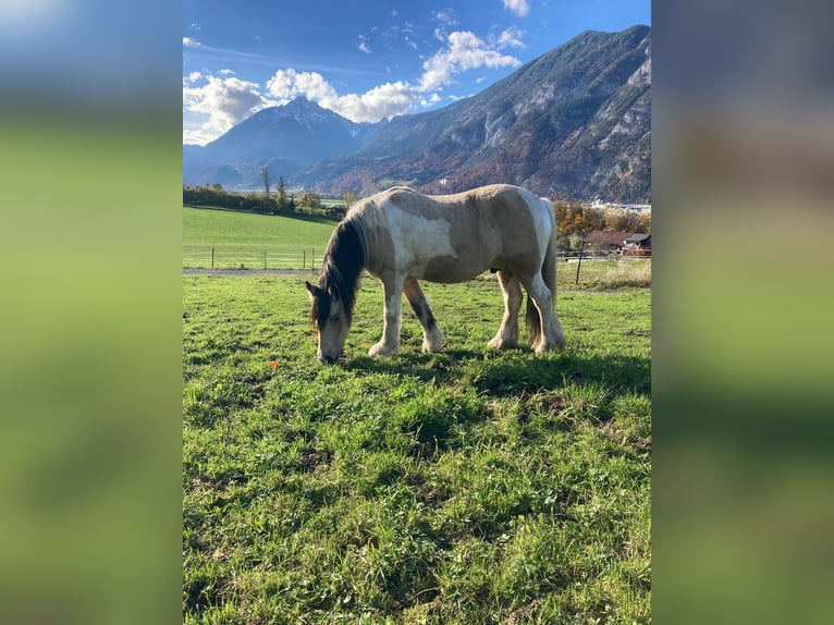 Tinker Wałach 6 lat 150 cm Srokata in Brixlegg