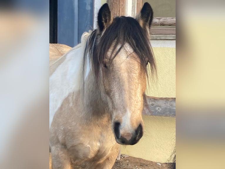 Tinker Wałach 6 lat 150 cm Srokata in Brixlegg