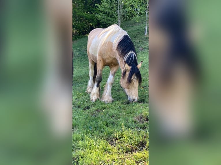 Tinker Wałach 6 lat 150 cm Srokata in Brixlegg