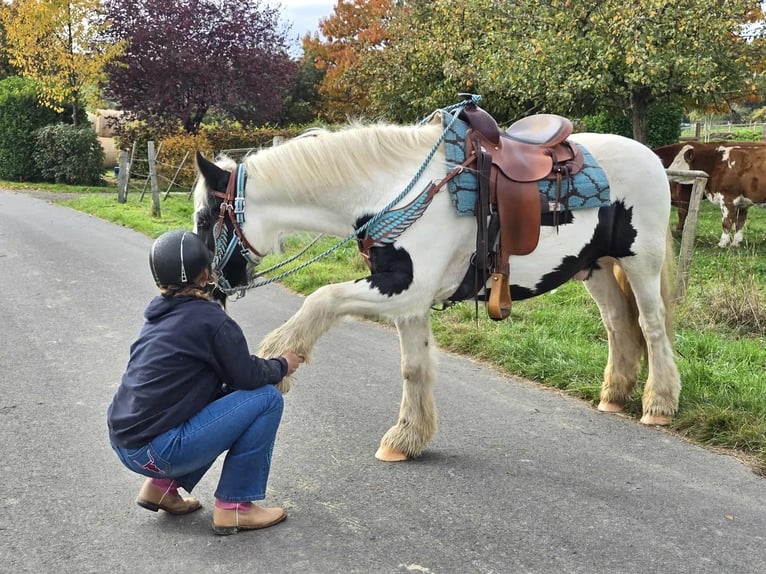 Tinker Wałach 6 lat 150 cm Srokata in Linkenbach