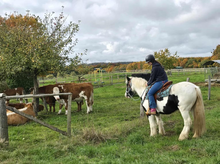 Tinker Wałach 6 lat 150 cm Srokata in Linkenbach