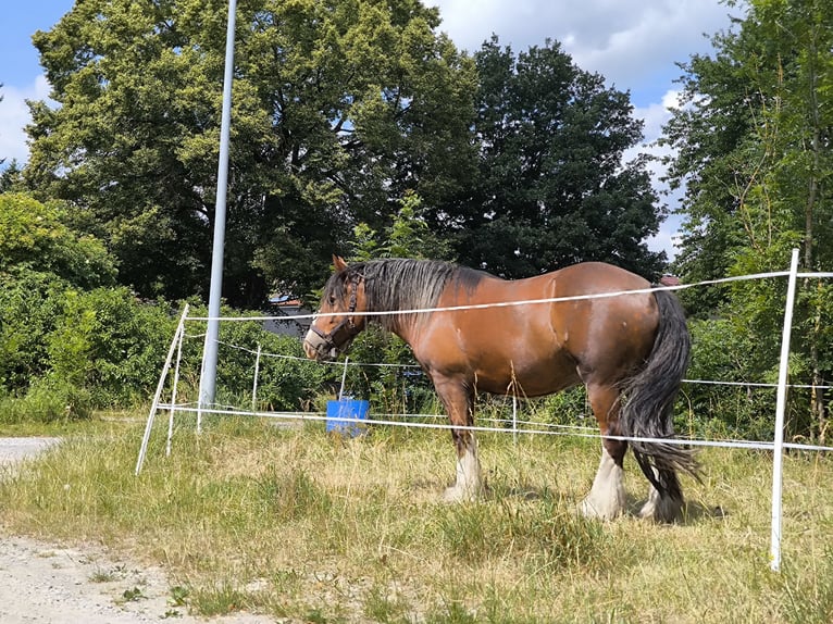 Tinker Wałach 6 lat 155 cm Gniada in Gro&#xDF;almerode