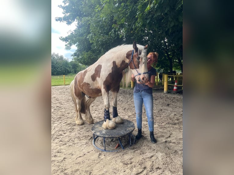 Tinker Wałach 6 lat 155 cm Srokata in Westoverledingen