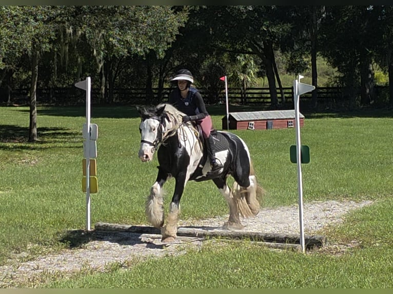 Tinker Wałach 6 lat 155 cm Srokata in Ocala