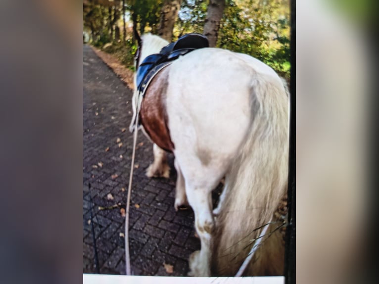 Tinker Wałach 6 lat 156 cm Srokata in Westoverledingen