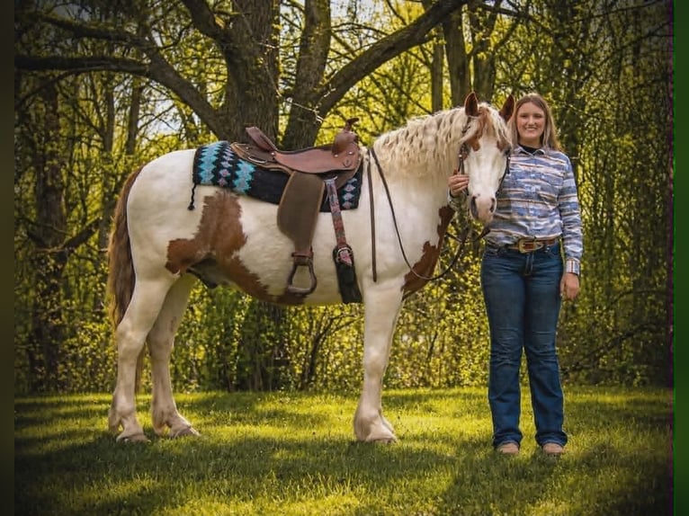 Tinker Wałach 6 lat 157 cm Srokata in Saint Joe