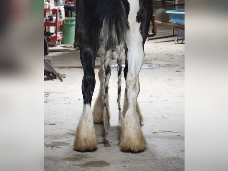 Tinker Mix Wałach 6 lat 163 cm Srokata in Fresno