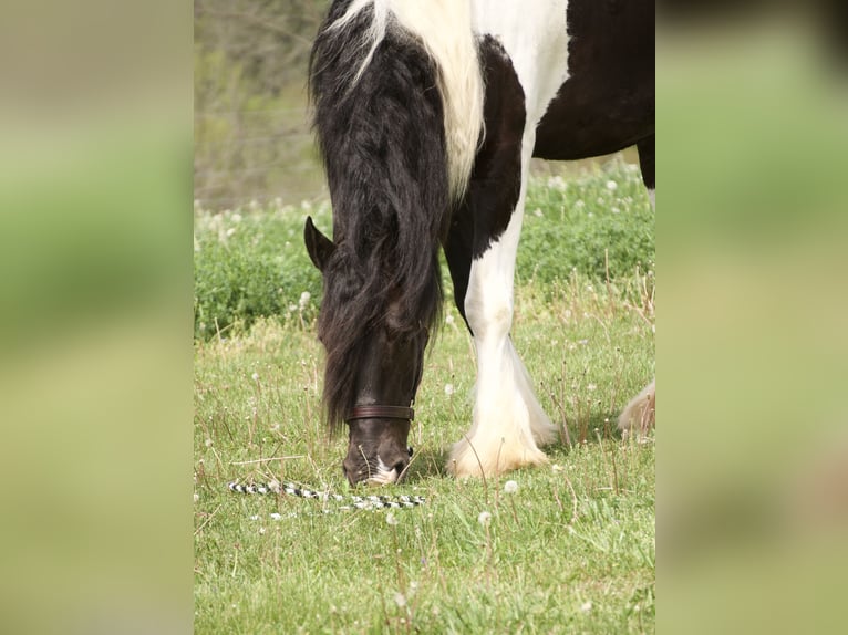 Tinker Mix Wałach 6 lat 163 cm Srokata in Fresno