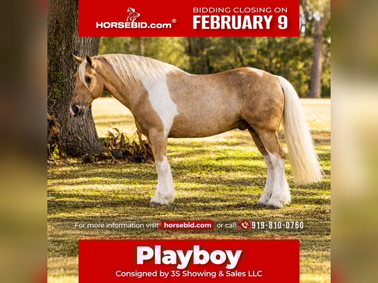 Tinker Mix Wałach 6 lat 168 cm Srokata in Ocala