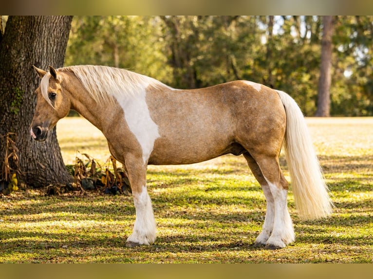 Tinker Mix Wałach 6 lat 168 cm Srokata in Ocala