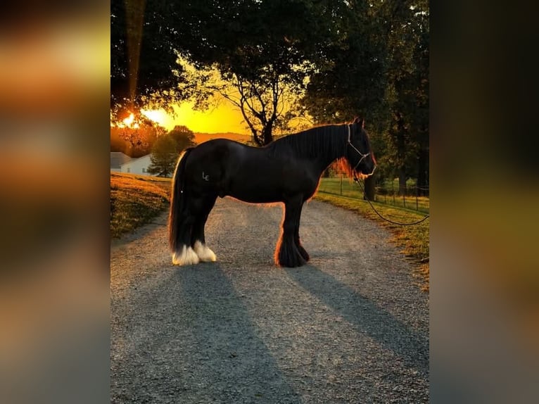 Tinker Wałach 6 lat Kara in Sebree