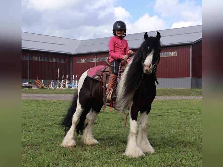 Tinker Wałach 6 lat Srokata in Howell