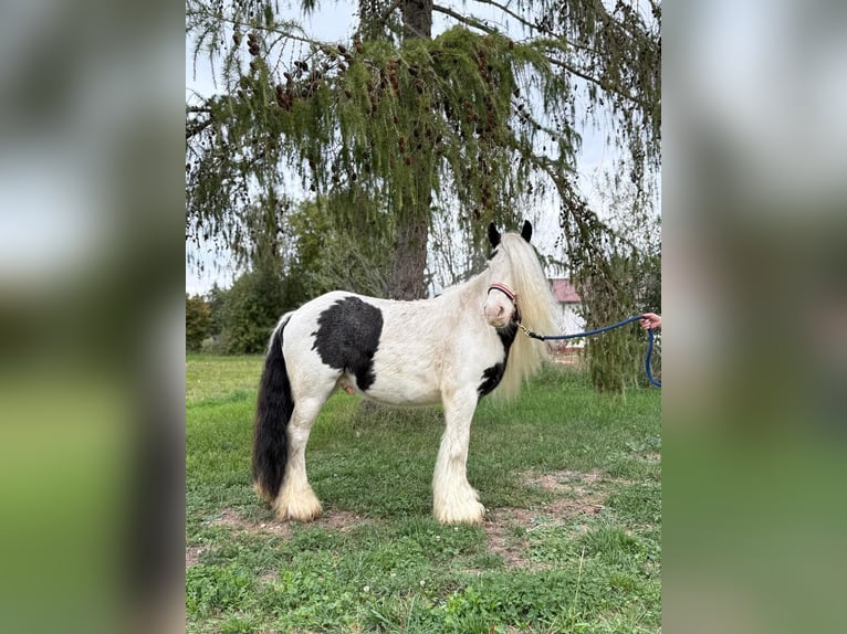 Tinker Wałach 7 lat 132 cm Srokata in Achstetten