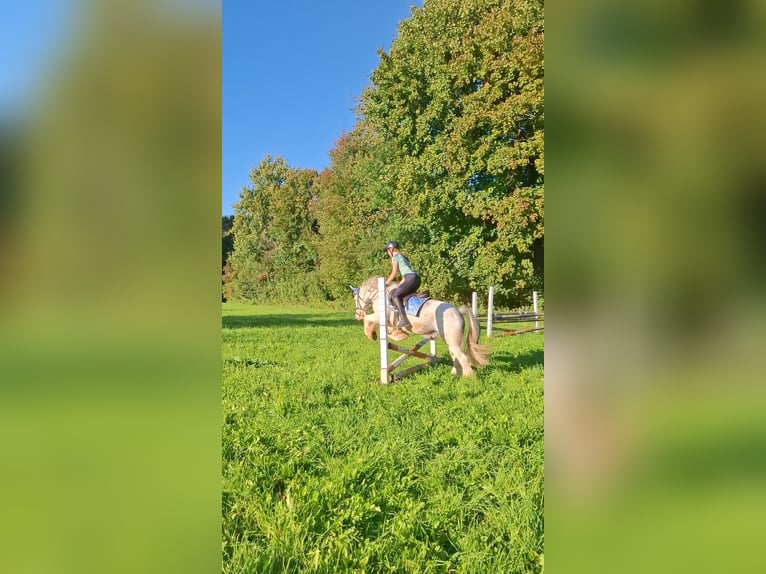 Tinker Wałach 7 lat 140 cm Siwa in Aalen