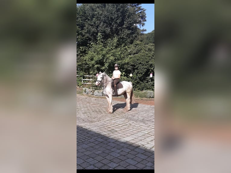Tinker Wałach 7 lat 140 cm Siwa in Aalen