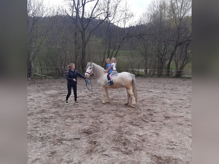 Tinker Wałach 7 lat 140 cm Siwa in Aalen