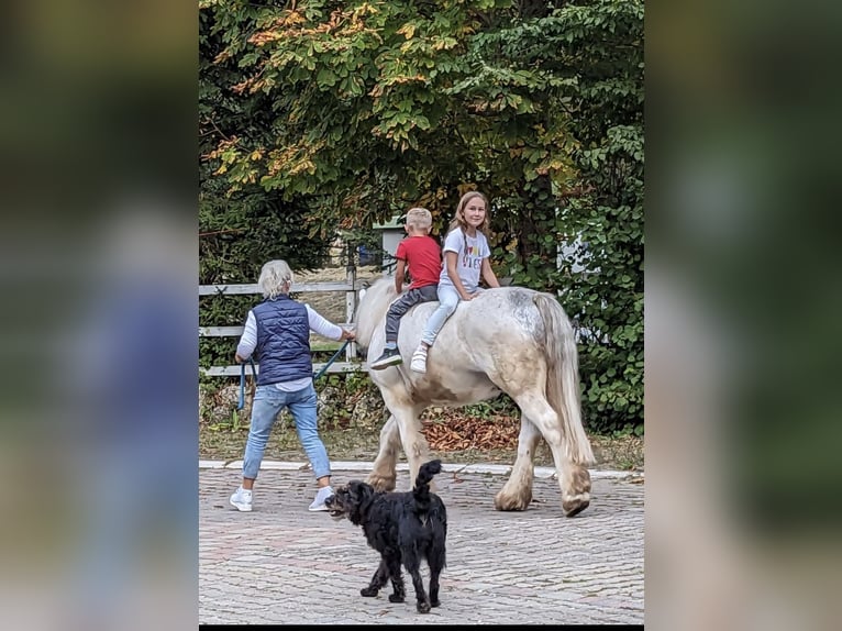 Tinker Wałach 7 lat 140 cm Siwa in Aalen