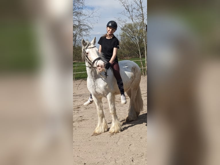 Tinker Wałach 7 lat 140 cm Siwa in Aalen