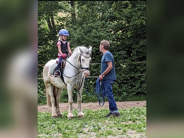 Tinker Wałach 7 lat 140 cm Siwa in Aalen