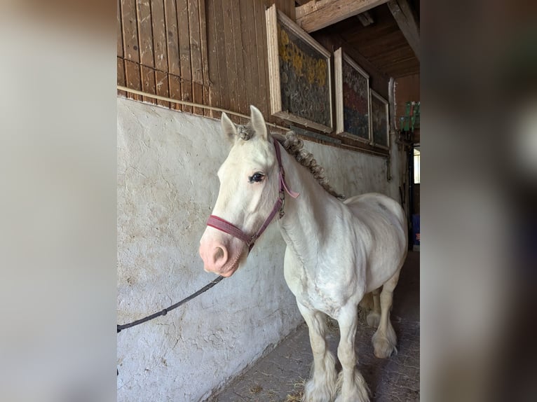 Tinker Wałach 7 lat 140 cm Siwa in Aalen