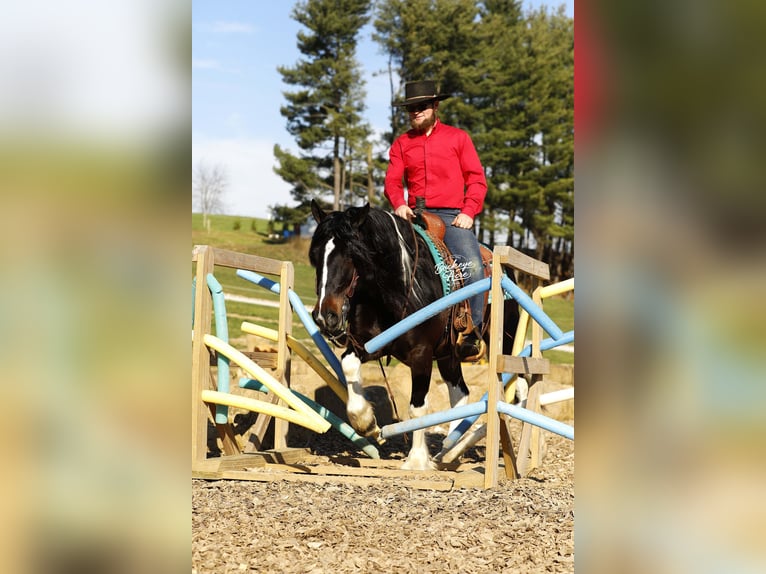 Tinker Mix Wałach 7 lat 147 cm Tobiano wszelkich maści in Millersburg, oh