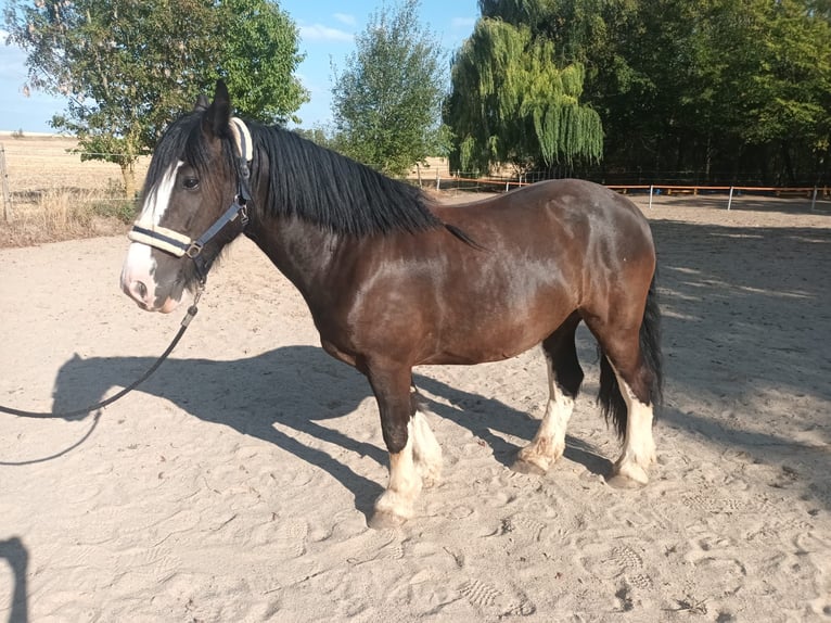 Tinker Wałach 7 lat 150 cm Ciemnogniada in Mendig