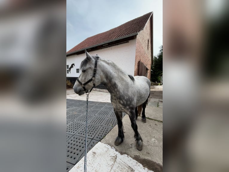 Tinker Mix Wałach 7 lat 150 cm Stalowosiwy in WolfhagenWolfhagen
