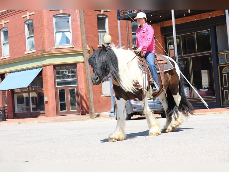Tinker Wałach 7 lat 152 cm Srokata in Ripley