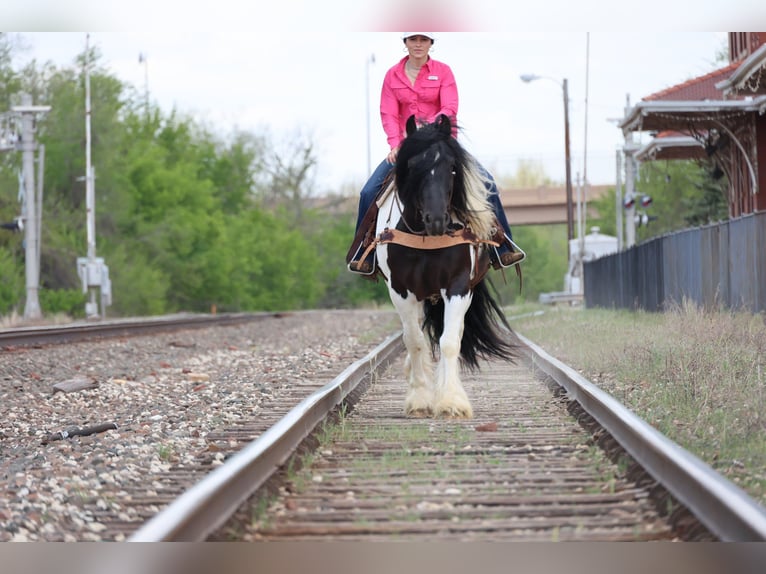Tinker Wałach 7 lat 152 cm Srokata in Ripley