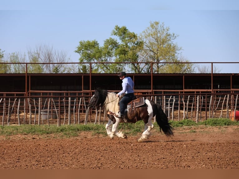 Tinker Wałach 7 lat 152 cm Srokata in Ripley
